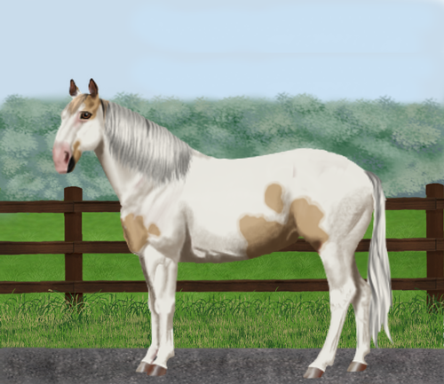 horse image