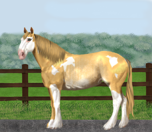 horse image