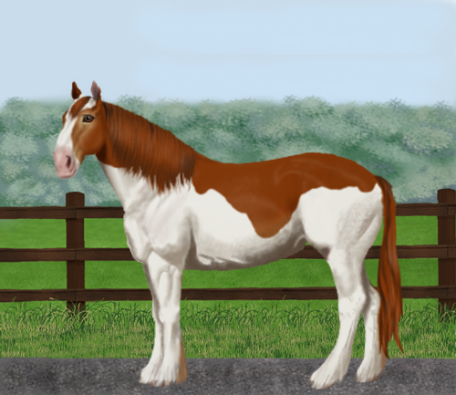 horse image