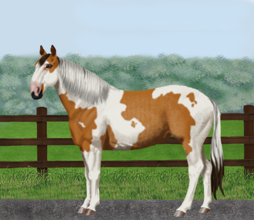 horse image