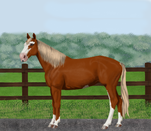 horse image