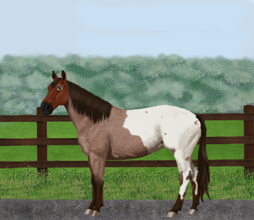 horse image