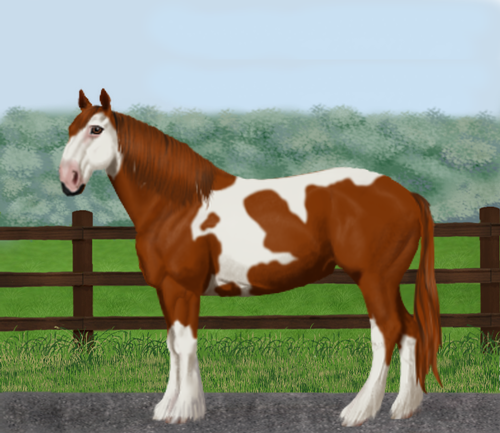 horse image