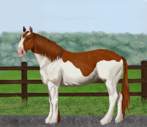 horse image