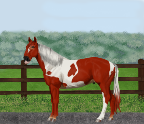 horse image