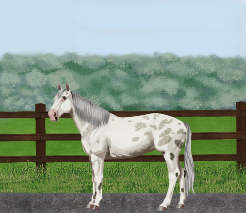 horse image