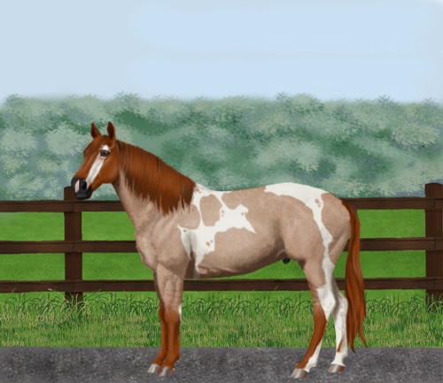 horse image