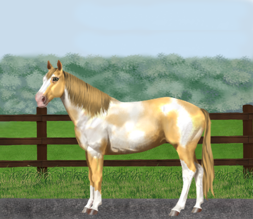 horse image