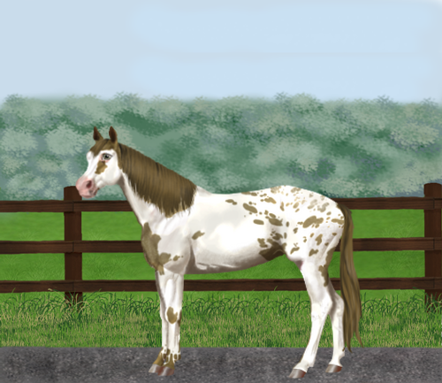 horse image