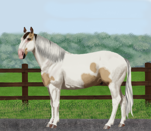 horse image