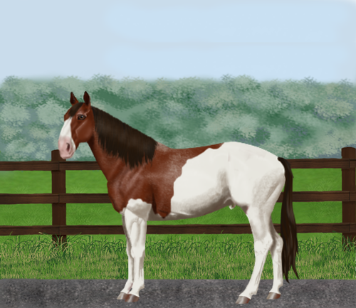 horse image