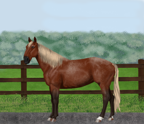 horse image