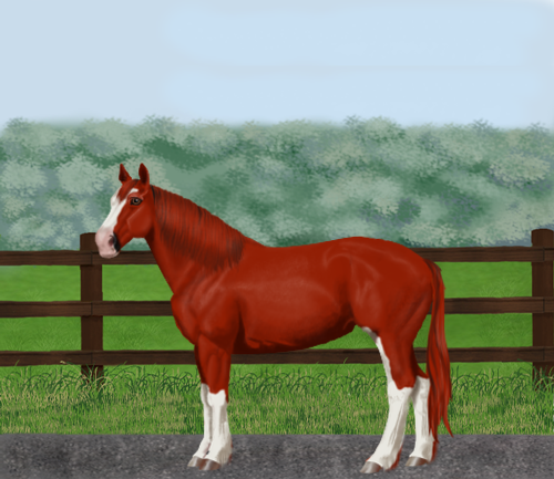 horse image