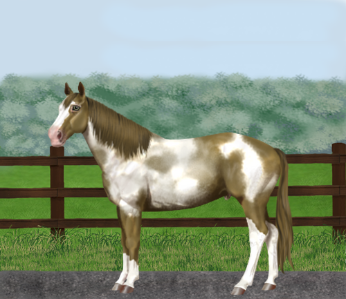 horse image