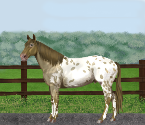 horse image