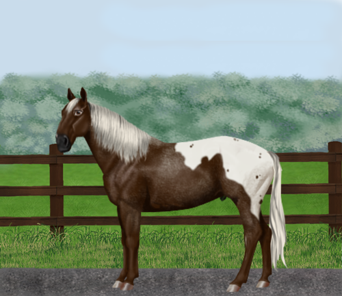 horse image