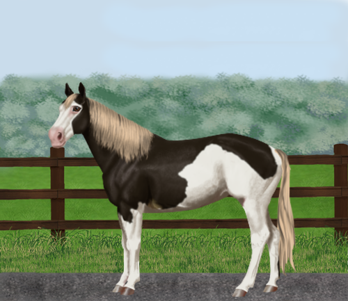 horse image