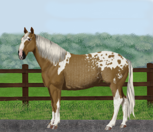 horse image