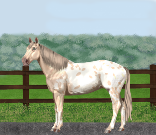 horse image