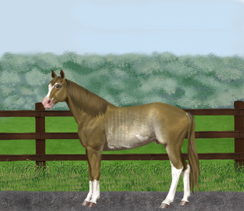 horse image