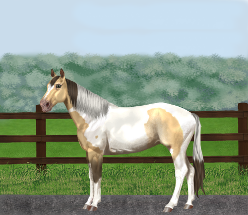 horse image