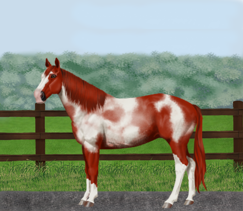 horse image