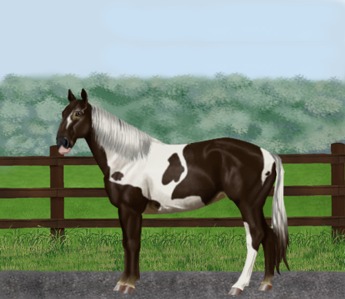 horse image