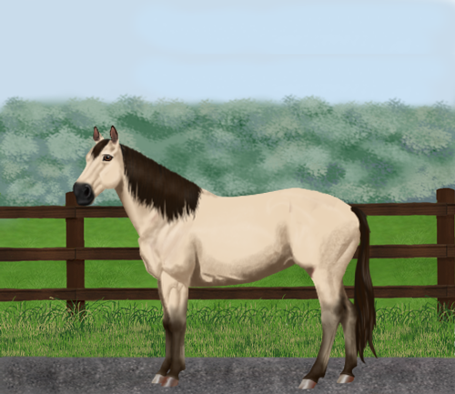 horse image