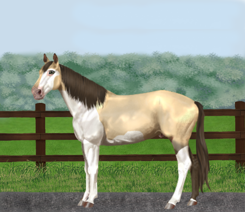 horse image