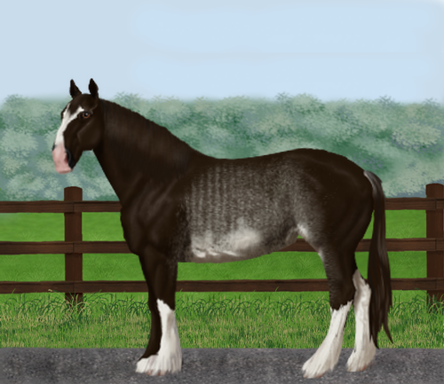 horse image