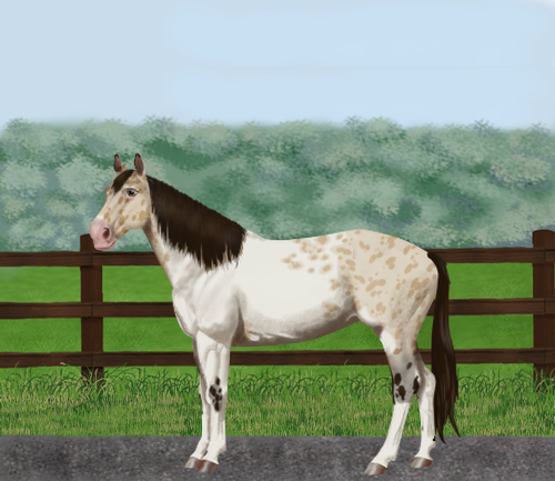 horse image