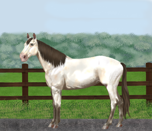 horse image