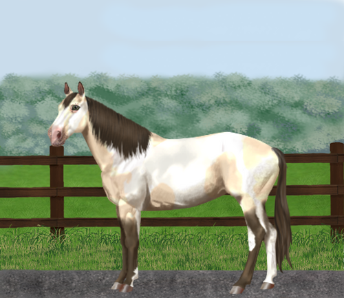 horse image