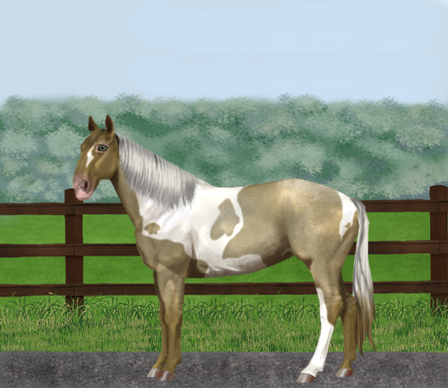 horse image