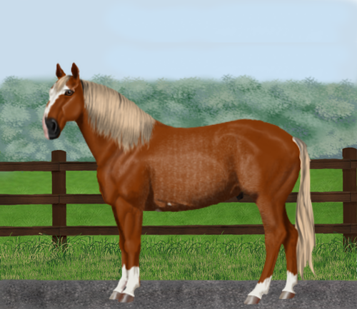 horse image