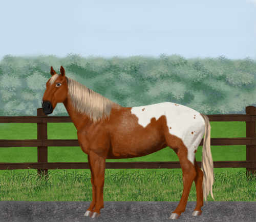 horse image