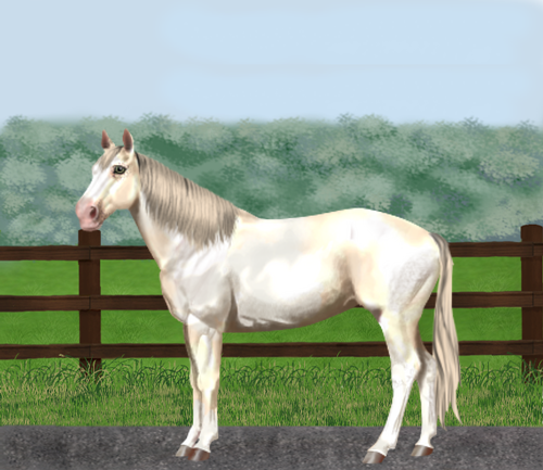 horse image