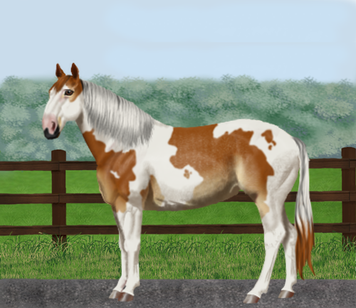 horse image