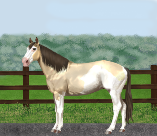 horse image