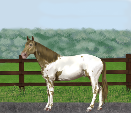 horse image