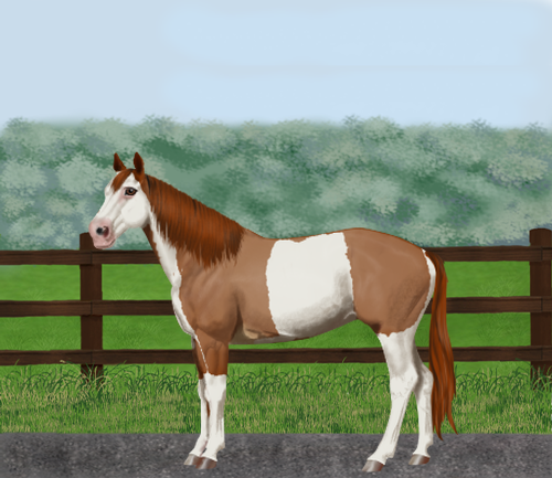 horse image