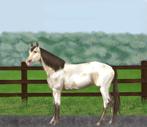 horse image