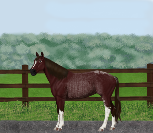 horse image