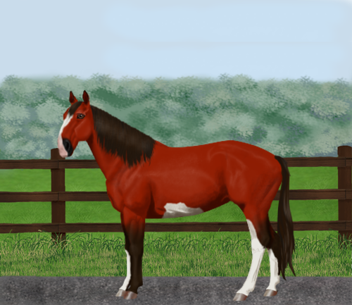 horse image