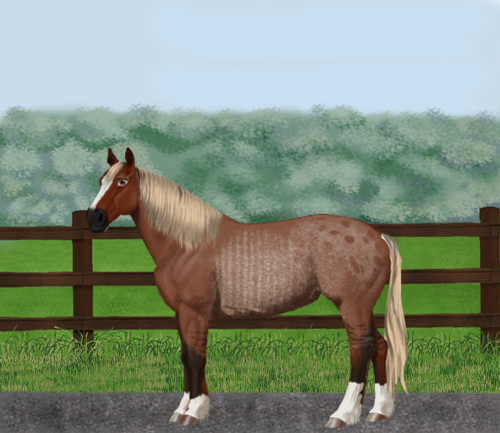 horse image