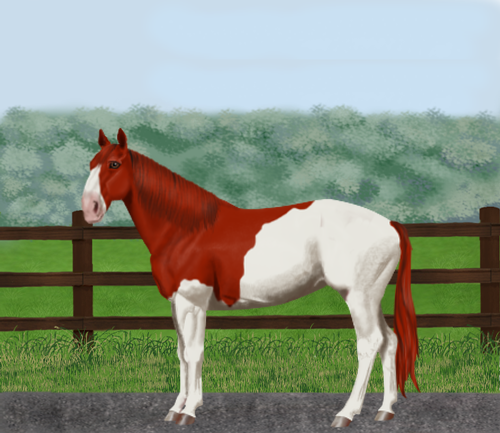 horse image