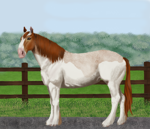 horse image