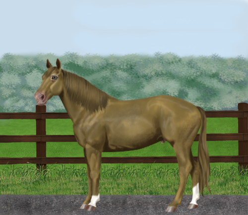 horse image