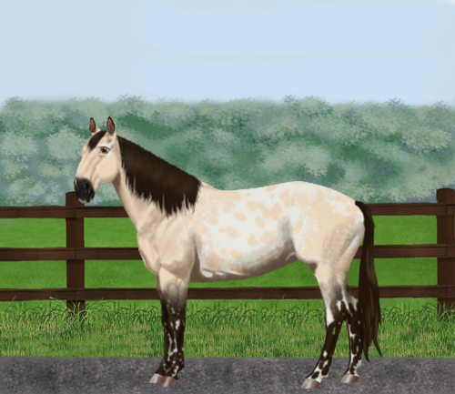 horse image