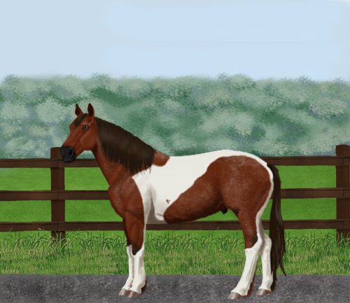 horse image